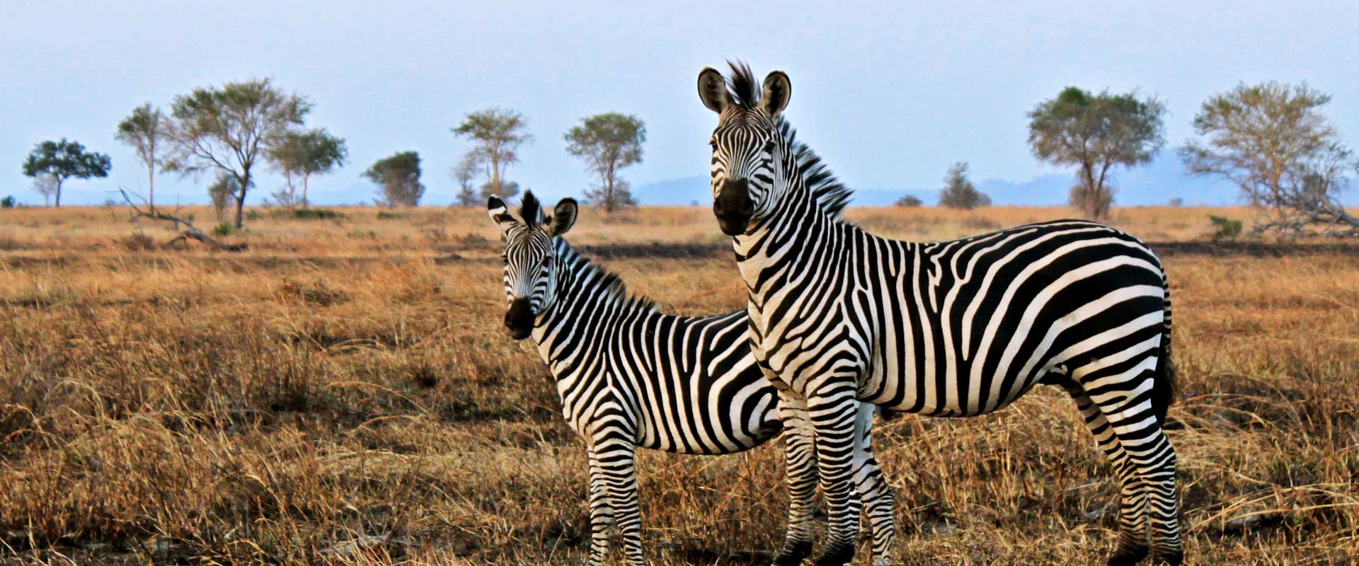 Zebra in Mikumi